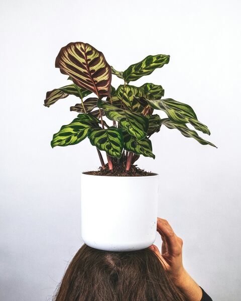 Calathea