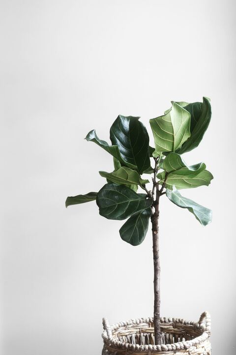 Fiddle leaf fig